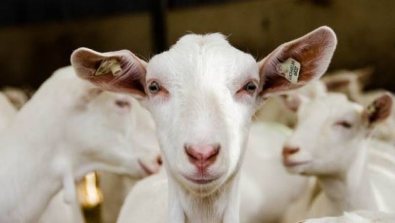 Παράταση έως 24/4 της υποβολής αιτήσεων στη βιολογική κτηνοτροφία