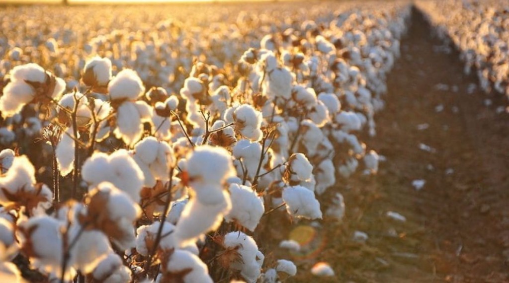 H διαφύλαξη της ποιότητας του βαμβακιού πρωτεύουσα σημασία για τη ΔΟΒ