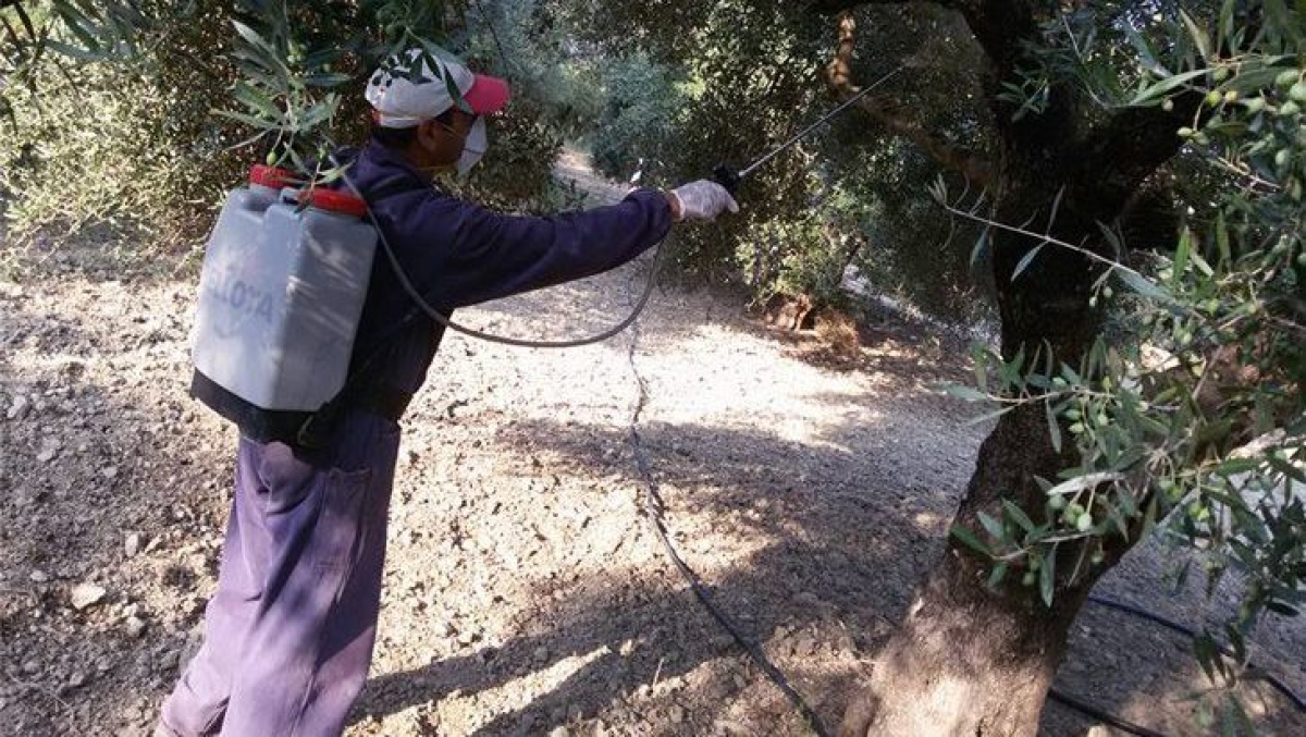 Αιτωλοακαρνανία: 30 προσλήψεις για το πρόγραμμα δακοκτονίας