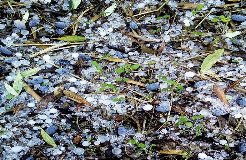 ΕΛΓΑ Αγρινίου: Κοντά στους 1.000 οι παραγωγοί που θα κάνουν δήλωση για το χαλάζι της 31ης Μαΐου