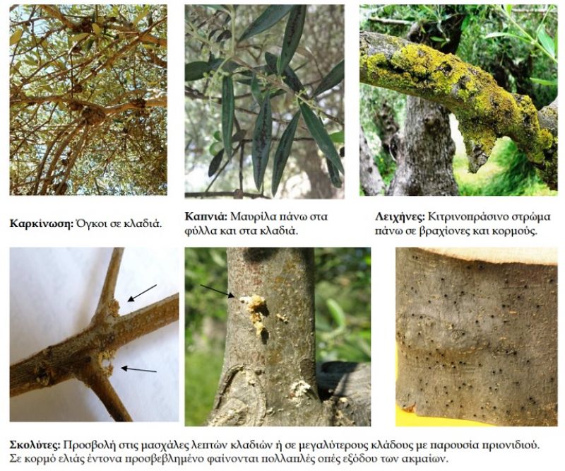 Φυτοπροστασία στην ελιά