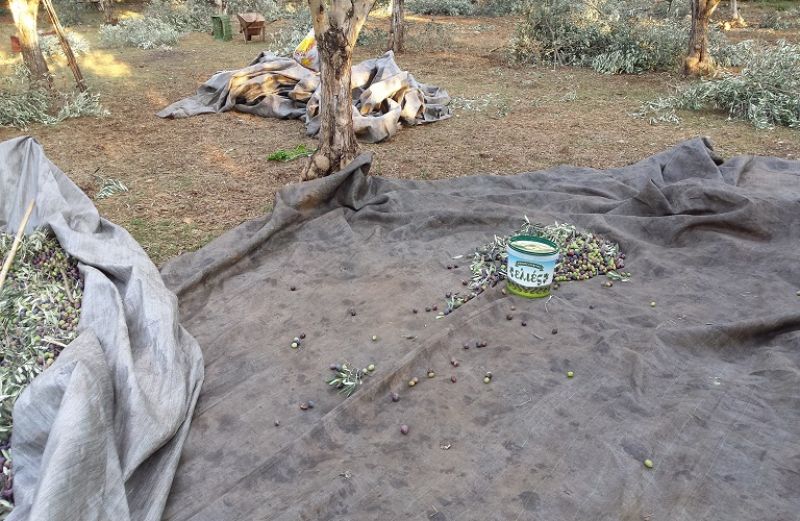 Ορθή διαχείριση στη συγκομιδή ελιάς και την παραγωγή ελαιολάδου