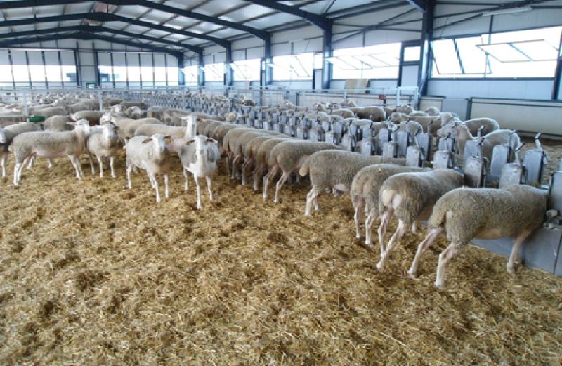 Πρωταγωνιστεί και το 2017 η Αιτωλοακαρνανία στις παραδόσεις αιγοπρόβειου γάλακτος