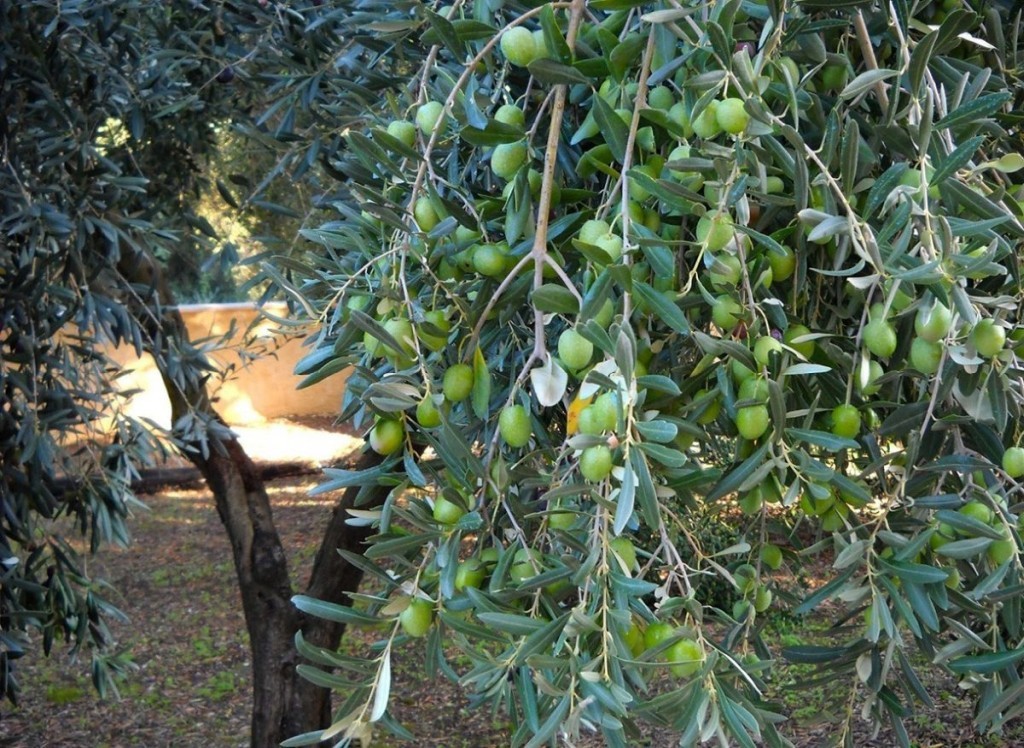 Αγρίνιο: Καλή η φετινή παραγωγή της πράσινης Ελιάς