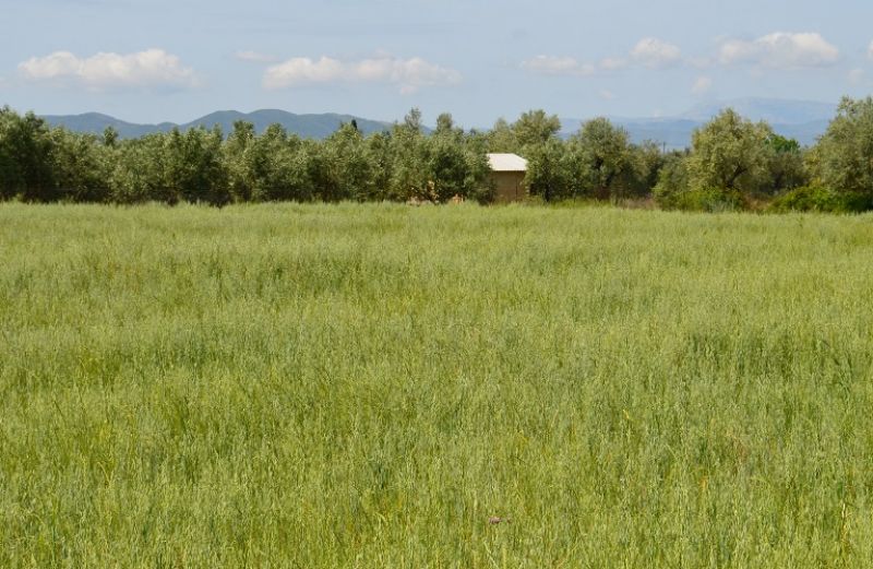 3,3 εκ. ευρώ η νέα πληρωμή του ΟΠΕΚΕΠΕ