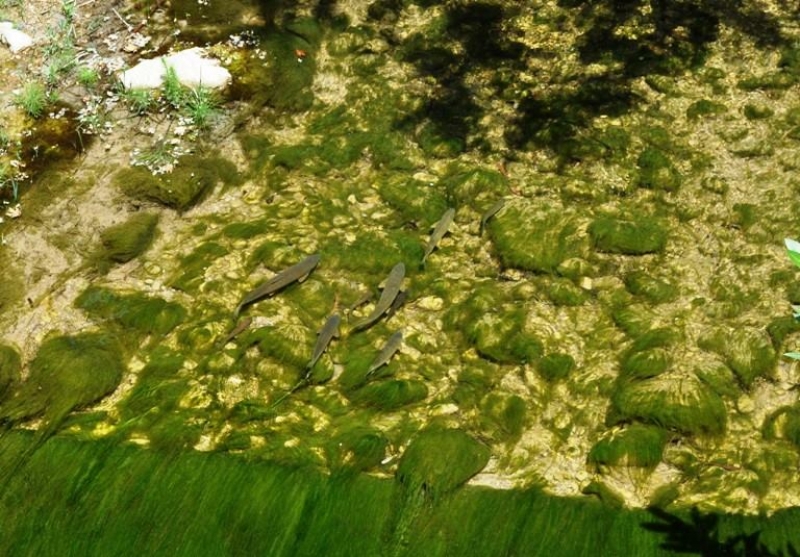 Ψαριά … με τα χέρια