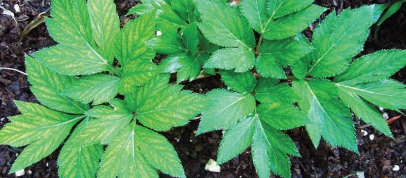 Αυτό είναι το θαυματουργό φυτό της αντιγήρανσης και της μακροζωίας