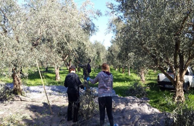 Εγγραφές ελαιοπαραγωγών ως μέλη των 2  νέων οργανώσεων παράγωγων επιτραπέζιας ελιάς