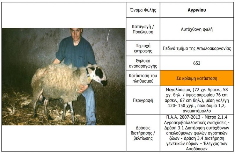 Σε κρίσιμη κατάσταση η φυλή Αγρινίου