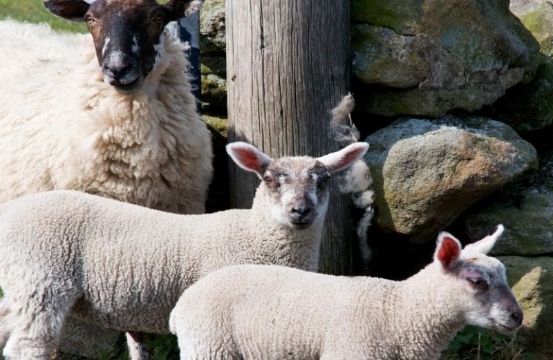 Σπάνιες Φυλές: η απόφαση ένταξης των δικαιούχων