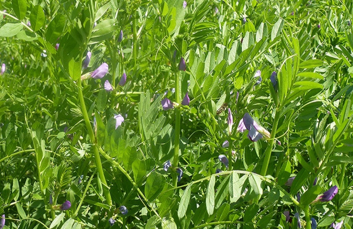 Τα κτηνοτροφικά φυτά στις ιχθυοκαλλιέργειες