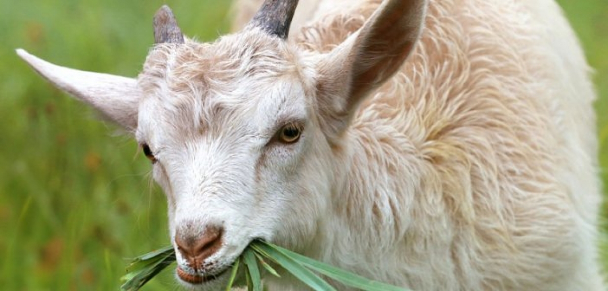 Πυρκαγιές – Η κατάρα της διωγμένης … γίδας!