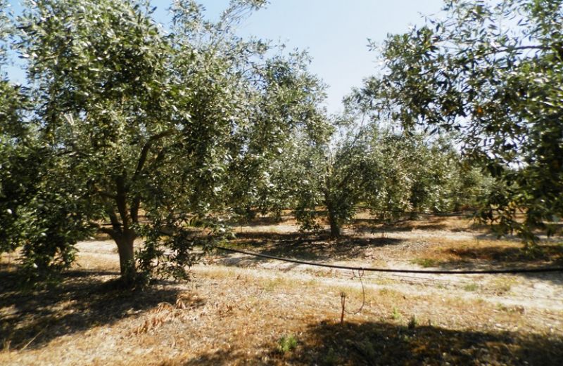 Πρόγραμμα Συγκριτικών Πειραματικών Εργασιών Καταπολέμησης του Δάκου της Ελιάς