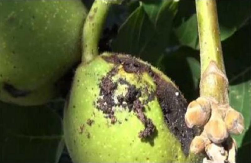 Ασθένειες στην Καρυδιά