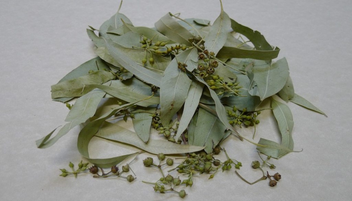 Αυτά είναι εννέα βότανα που βοηθούν στην ανακούφιση διαφόρων πόνων