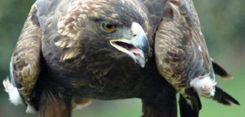 Χρυσαετός: Άλλο ένα είδος αετού που ζούσε στα Ακαρνανικά βουνά (φωτο, βίντεο)