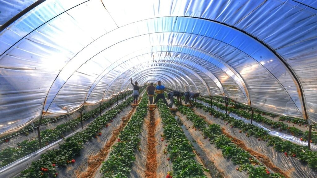 Προ των πυλών πρόγραμμα 600 εκατ. ευρώ για καλλιέργειες σε θερμοκήπια – «Μονόδρομος η ενίσχυσή τους», λέει ο Τσιάρας