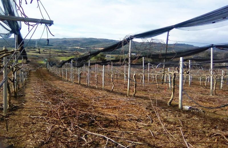 Οδηγίες για το χειμερινό κλάδεμα της ακτινιδιάς