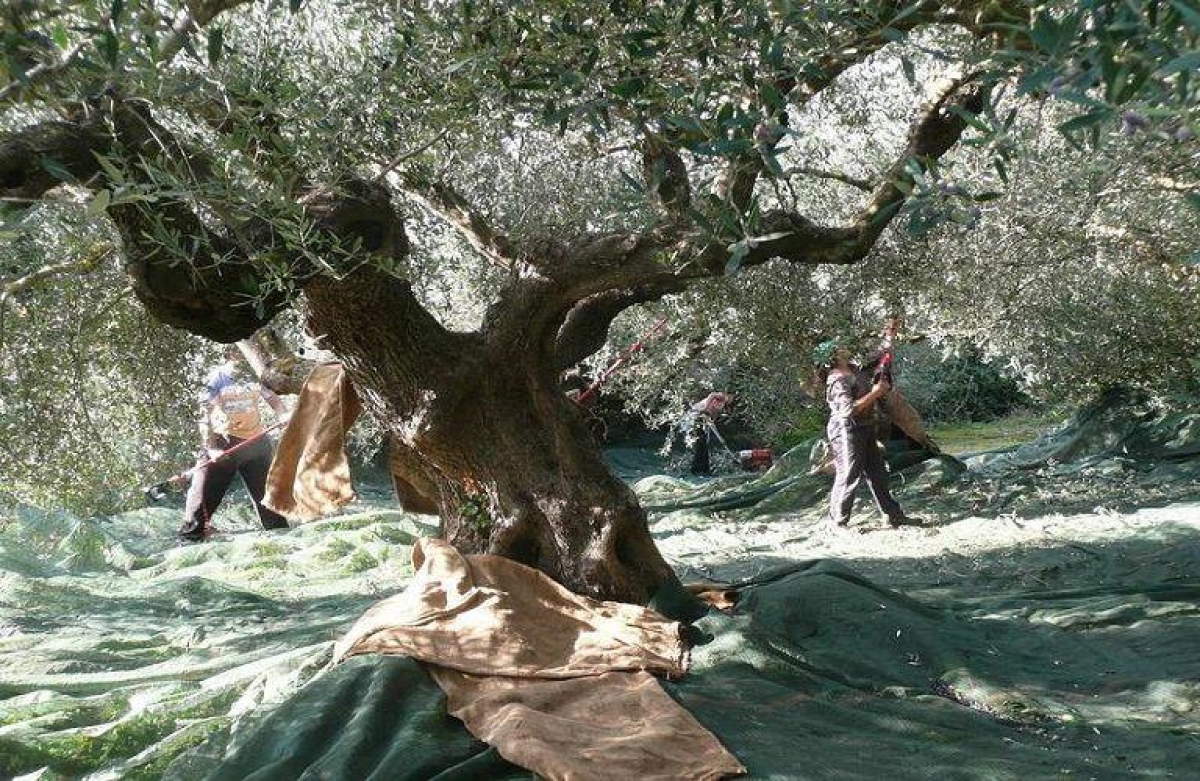 Συμφωνία Ελλάδας-Αιγύπτου για την απασχόληση 5.000 εποχικών εργατών γης