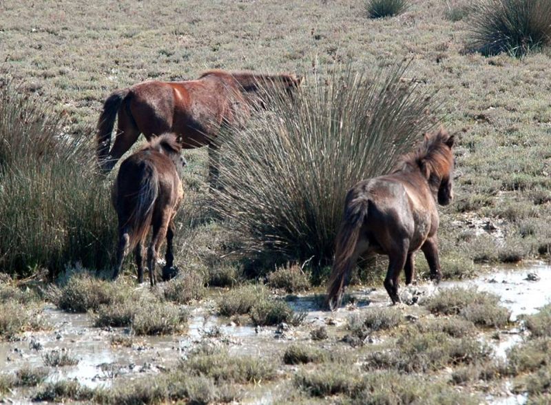 Τα άγρια άλογα του Αχελώου στην περιοχή του Λούρου