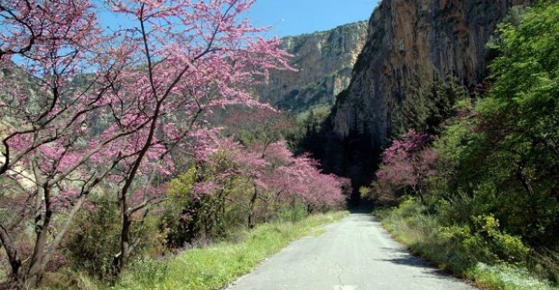 Το μωβ από τις ανθισμένες κουτσουπιές «χρωματίζει» την Κλεισούρα (φωτο)