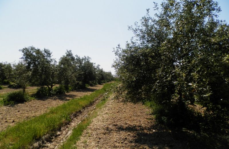 Ελαιόδεντρα και βιολογική παραγωγή