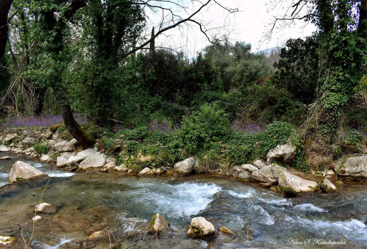 Ψήγματα από τη «ζούγκλα» του Μοκιστιάνου (φωτο)