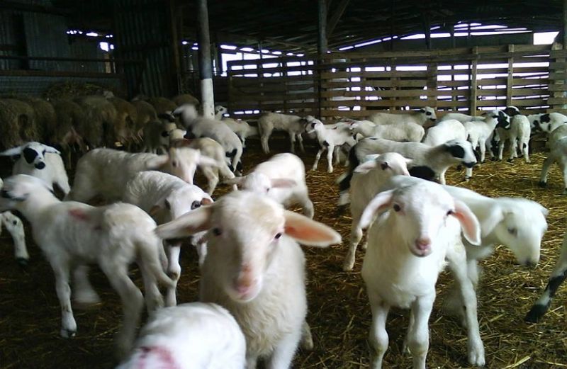 Ενημέρωση για τις αποβολές των προβάτων