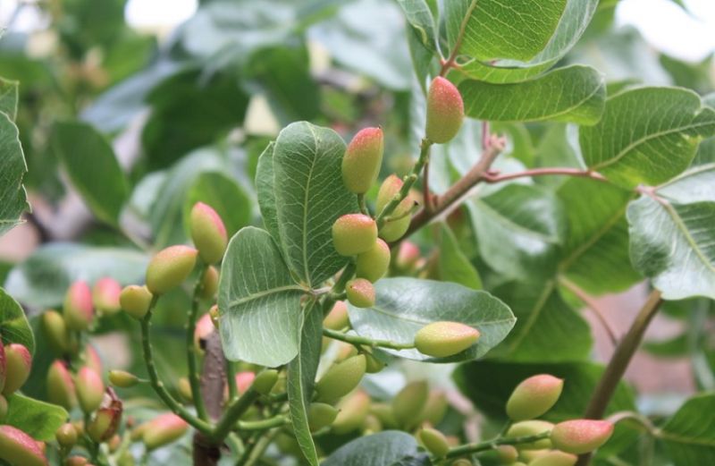 Οδηγίες για την καλλιέργεια της φιστικιάς