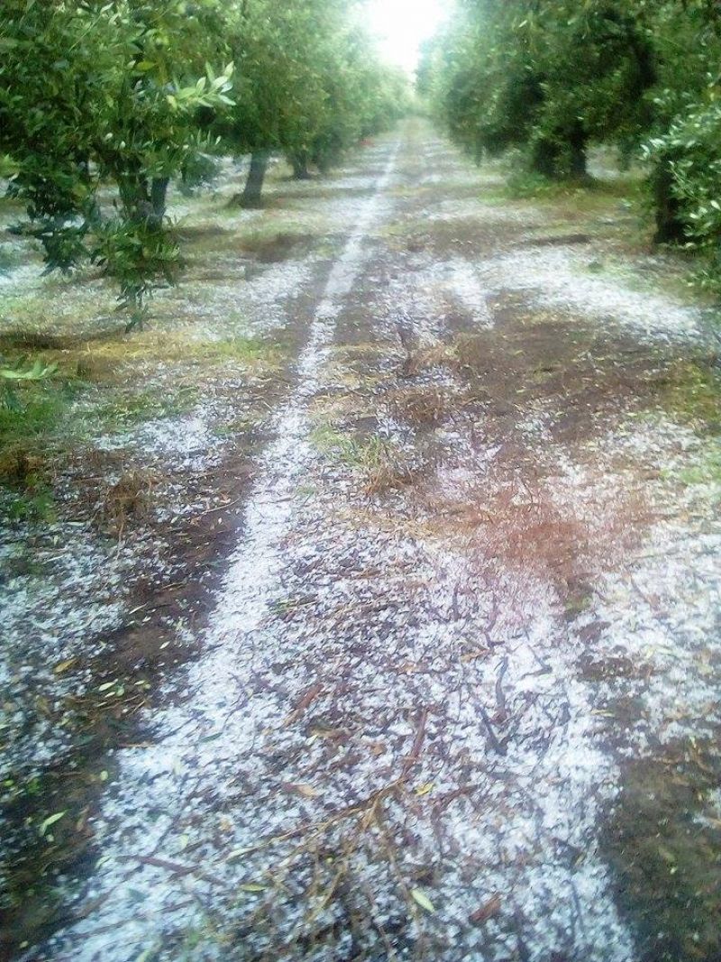 Καταγραφή των ζημιών στην ελαιοκαλλιέργεια από τη σφοδρή χαλαζόπτωση στην περιοχή του Μεσολογγίου