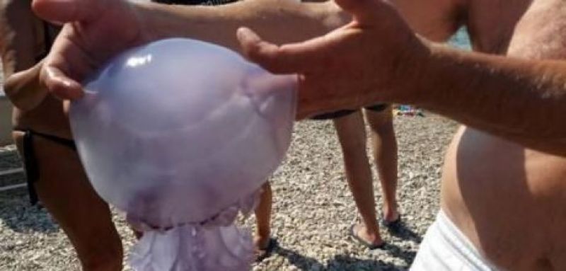 Tι να κάνετε αν σας τσιμπήσει μέδουσα