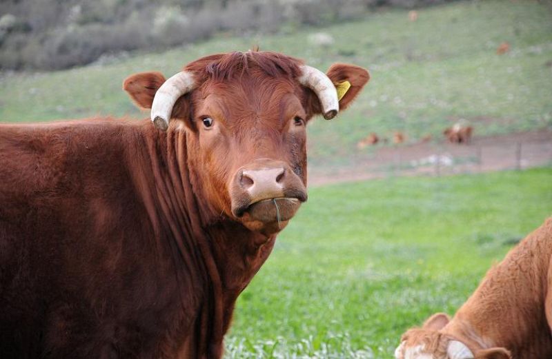 Συνδεδεμένη Ενίσχυση στον τομέα του βόειου κρέατος