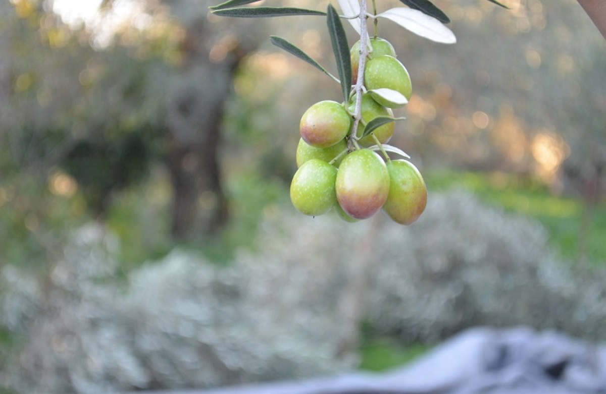 Το Τομεακό Πρόγραμμα Ελαιολάδου και Επιτραπέζιας Ελιάς