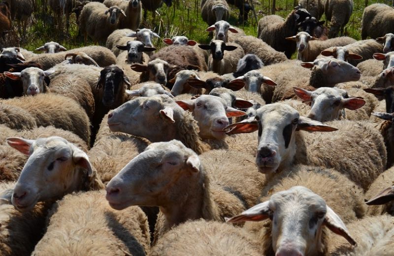 Εγκρίθηκαν τα de minimis – 41 εκατ. ευρώ σε αιγοπροβατοτρόφους