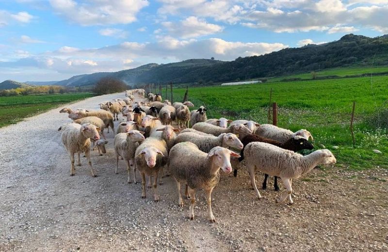 Σπάνιες φυλές: ανακοίνωση για την ανάκληση ένταξης