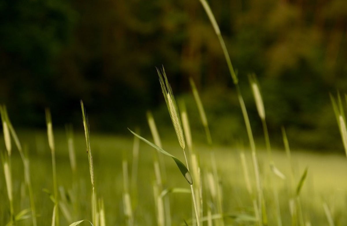 Οδηγός υποχρεώσεων γεωργών στο πλαίσιο της αιρεσιμότητας