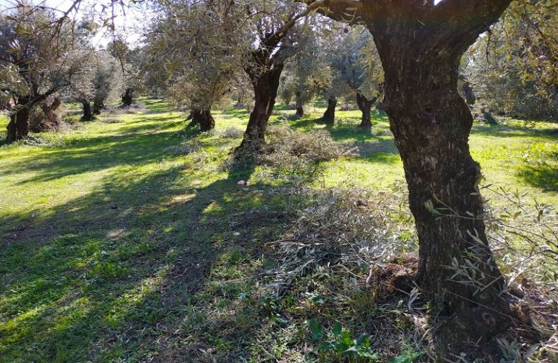 Ασθένειες στα ελαιόδεντρα και τρόποι αντιμετώπισης