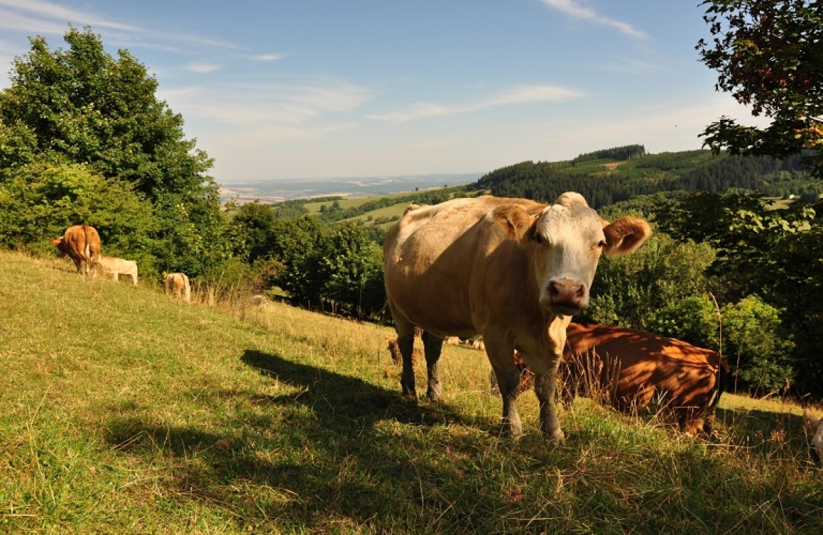 Πρόσληψη κτηνιάτρου στη ΔΑΟΚ Αιτωλοακαρνανίας