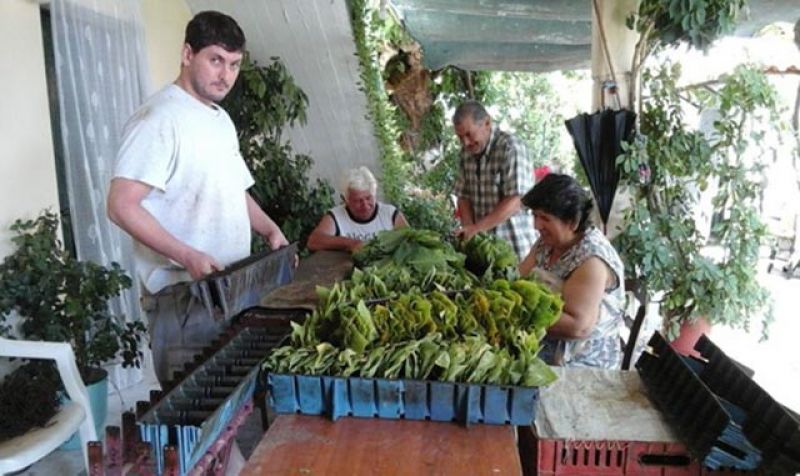 Καπνοκαλλιεργητές, οι άνθρωποι του μόχθου που δουλεύουν για 7 ευρώ την ημέρα