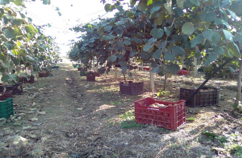 Ρυθμίσεις θεμάτων εμπορίας και διακίνησης των ακτινίδιων