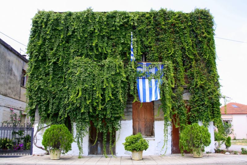 Καλύβια Αγρινίου: Το ¨ξύπνημα¨ του κισσού...