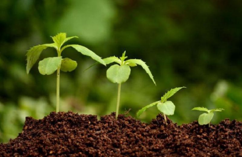 Δημιουργία νέων ποικιλιών φυτικών ειδών