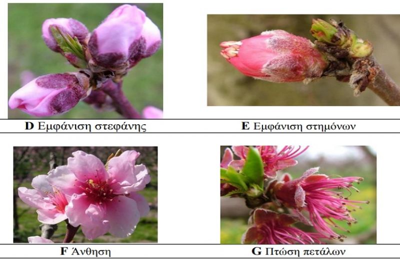 Νεκταρινιά – ροδακινιά: γεωργικές προειδοποιήσεις