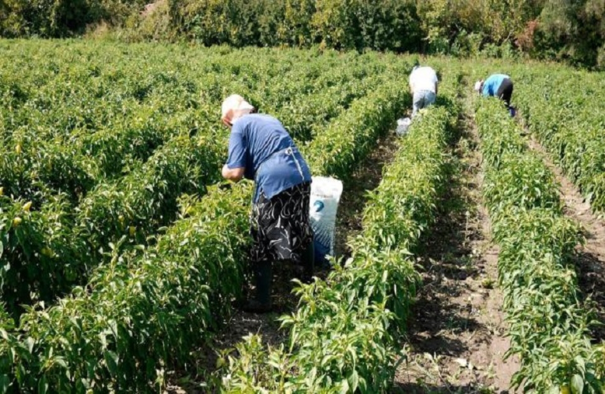 Με στοιχεία ΟΣΔΕ οι βεβαιώσεις για εργάτες γης
