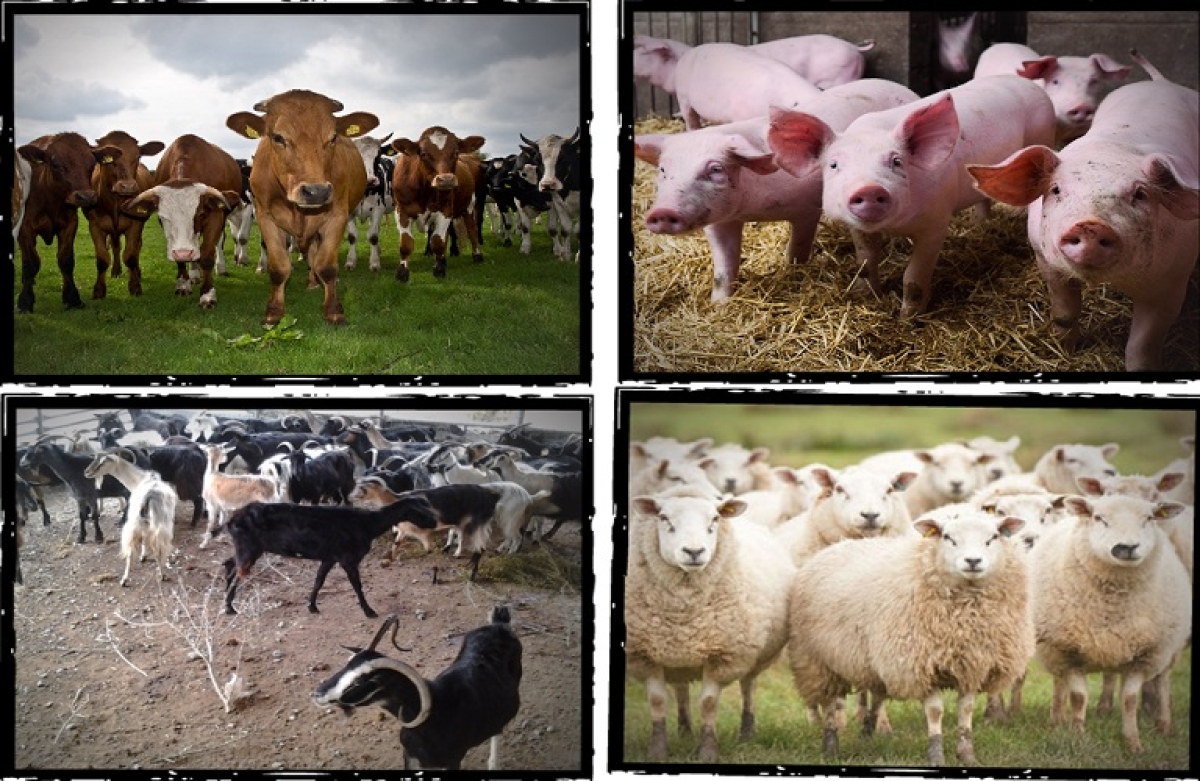 Μέτρο 22: έτσι θα δωθεί η ενίσχυση στους κτηνοτρόφους