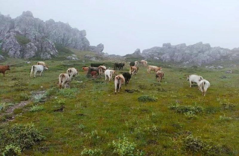 Ανακοίνωση του ΟΠΕΚΕΠΕ για τους δασικούς χάρτες και τις επιδοτήσεις