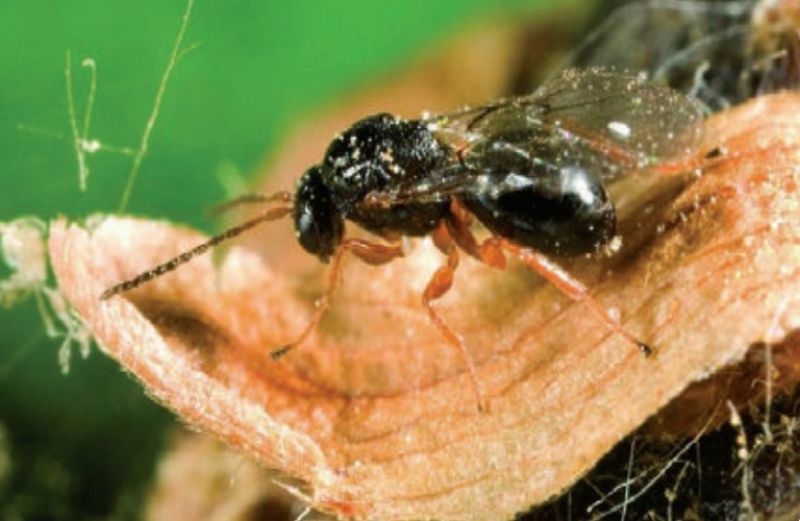 Η σφήκα της καστανιάς: όσα πρέπει να γνωρίζετε