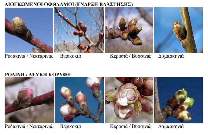 Ασθένειες &amp; εχθροί πυρηνόκαρπων