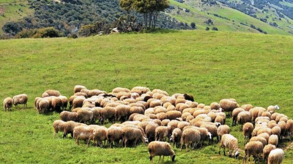 Ξηρόμερο: «Αναβρασμός» στους κτηνοτρόφους μετά από απόφαση της κτηνιατρικής υπηρεσίας