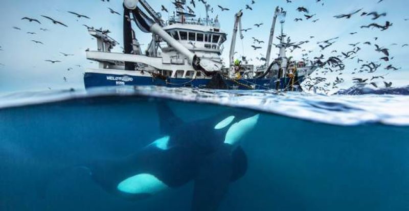 Οι καλύτερες φωτογραφίες άγριας ζωής για το 2016. Απλά... Υπέροχες
